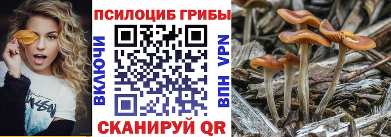 мега рабочий сайт  как найти наркотики  Ковров  Галлюциногенные грибы Psilocybine cubensis 